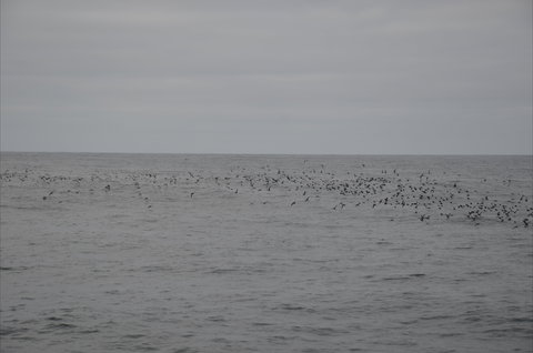 Settlement Point Viewing Platform - New South Wales Tourism  1
