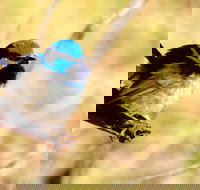 Shepherds Bush - New South Wales Tourism 