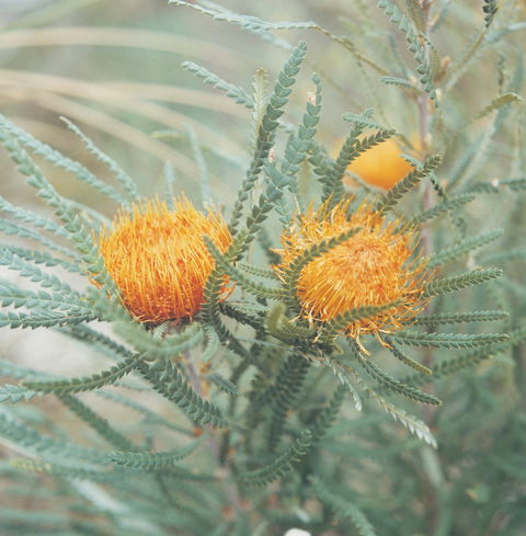 Southern Wonders Wildflower Trail - New South Wales Tourism  1