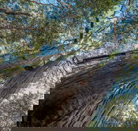 Wallumatta Nature Reserve - New South Wales Tourism 