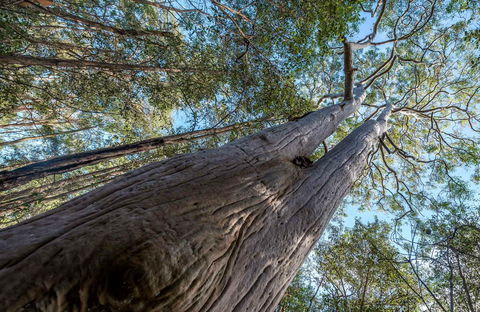 Wallumatta Nature Reserve - New South Wales Tourism  0