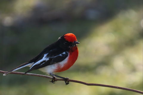 Weddin Bird Trails - New South Wales Tourism  0