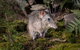 Wildlife Wonders - thumb 0