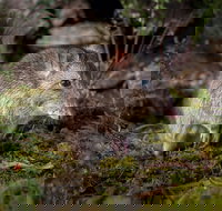 Wildlife Wonders - New South Wales Tourism 