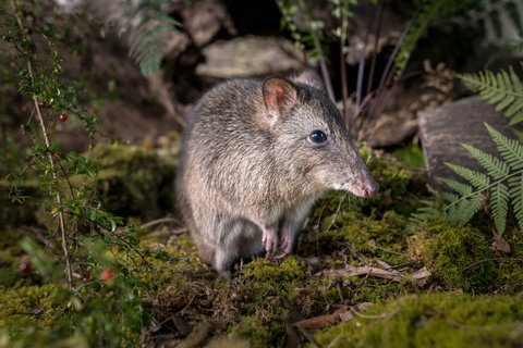 Wildlife Wonders - New South Wales Tourism  0