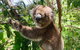 Wildlife Wonders - thumb 1