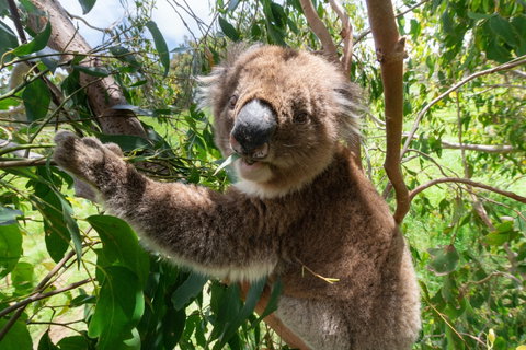 Wildlife Wonders - New South Wales Tourism  1