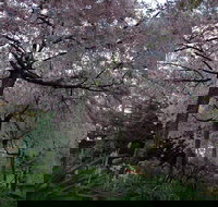 Wildwood Garden - New South Wales Tourism 