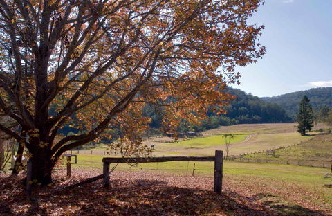 Yengo National Park - New South Wales Tourism  1