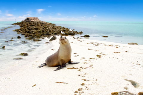 Abrolhos Islands - New South Wales Tourism  0