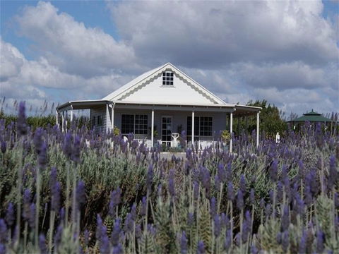 Amandine Lavender - New South Wales Tourism  0