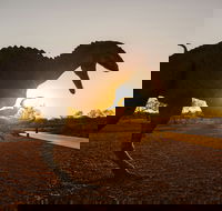 Australian Dinosaur Trail - New South Wales Tourism 