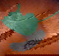 Batchelor Butterfly Farm  Pet Garden - New South Wales Tourism 