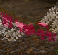 Belgrave - New South Wales Tourism 