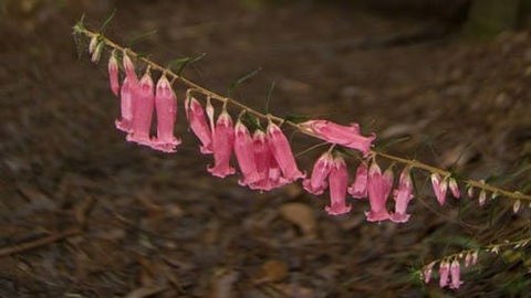 Belgrave - New South Wales Tourism  0