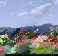 Blue Lotus Water Garden - New South Wales Tourism 