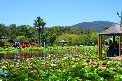 Blue Lotus Water Garden - New South Wales Tourism  1