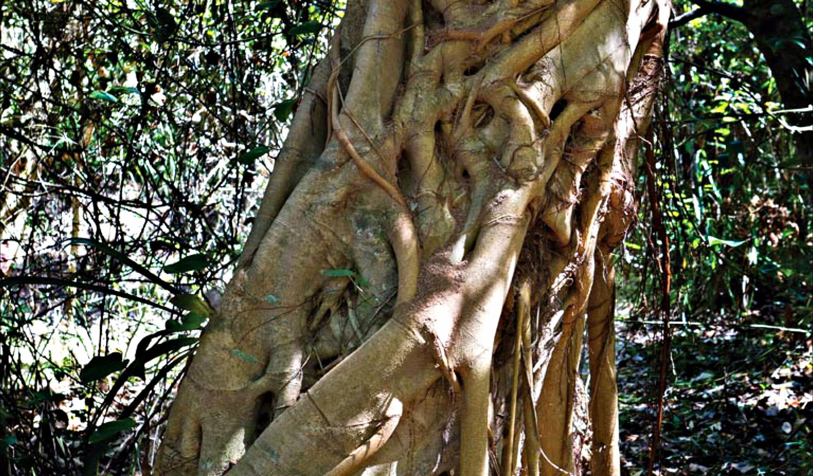 Repton NSW New South Wales Tourism 