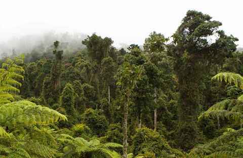Cascade National Park - New South Wales Tourism  0
