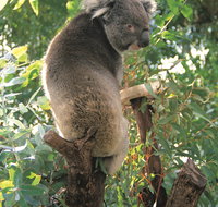 Caversham Wildlife Park - New South Wales Tourism 