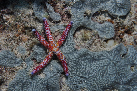 Clam Gardens Dive Site - New South Wales Tourism  0