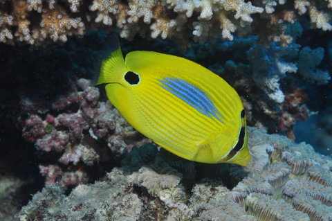 Clam Gardens Dive Site - New South Wales Tourism  1