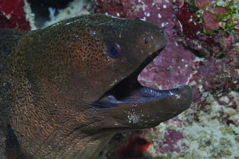 Clam Gardens Dive Site - New South Wales Tourism  2