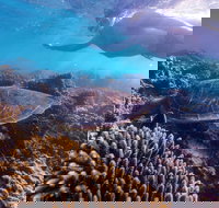 Complete Ningaloo Reef Experience - New South Wales Tourism 