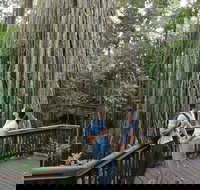 Curtain Fig Tree Yungaburra - New South Wales Tourism 