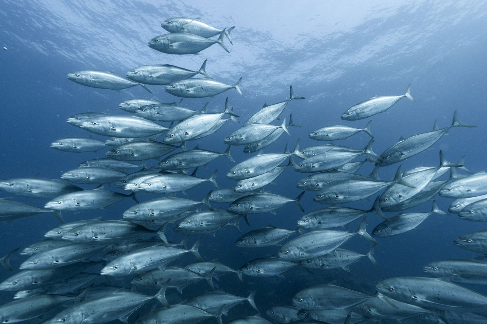 The Keppels QLD New South Wales Tourism 