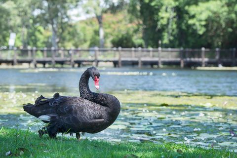 Gold Coast Regional Botanic Gardens - New South Wales Tourism  1
