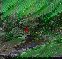 Goldsborough Valley Wooroonooran National Park - New South Wales Tourism 