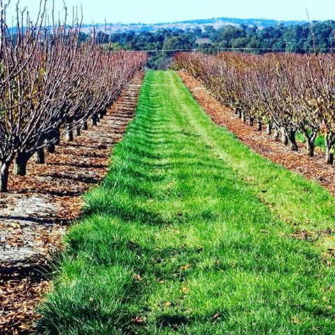 Hall Family Orchards - New South Wales Tourism  0