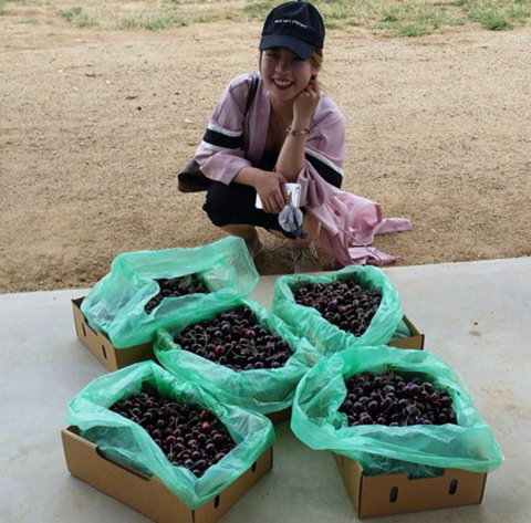 Hall Family Orchards - New South Wales Tourism  1