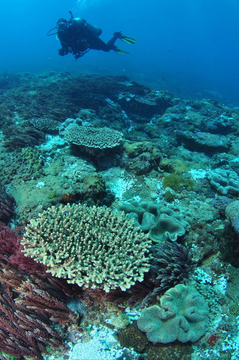 Hanging Rock Dive Site - New South Wales Tourism  0