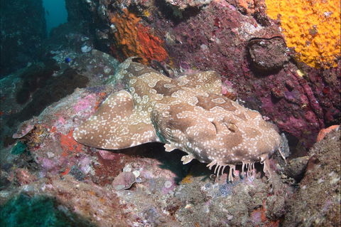 Hanging Rock Dive Site - New South Wales Tourism  1
