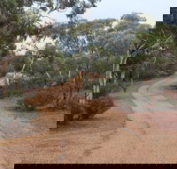 Karlkurla Bushland Park - New South Wales Tourism 