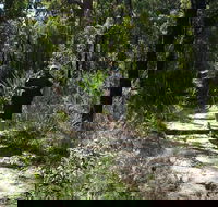 Karloo Walking Track - New South Wales Tourism 