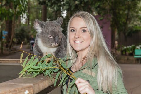 Koala Park Sanctuary - New South Wales Tourism  0