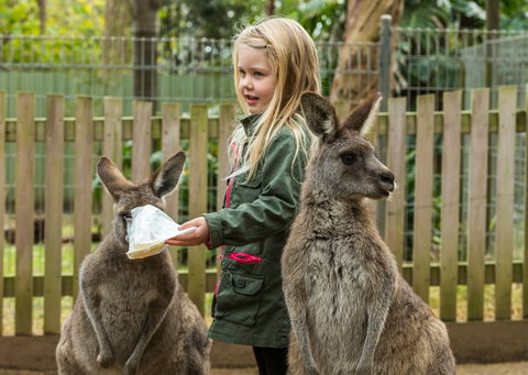 Koala Park Sanctuary - New South Wales Tourism  1