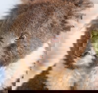 Kyabram Fauna Park - New South Wales Tourism 