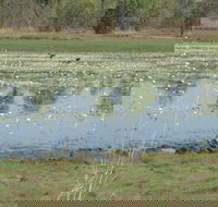 Leaning Tree Lagoon Nature Park - New South Wales Tourism 