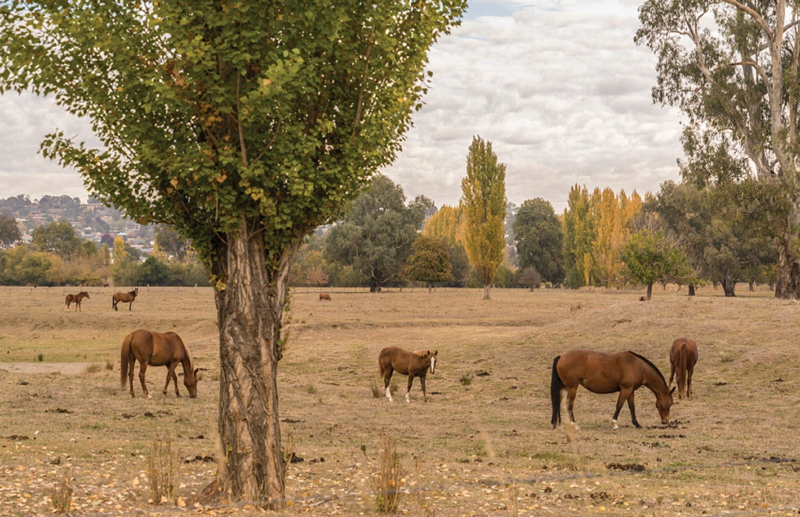 Lemington NSW New South Wales Tourism 