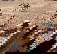 Monarto Safari Park - New South Wales Tourism 