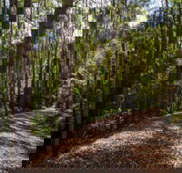 Myrtle Scrub Scenic Drive - New South Wales Tourism 