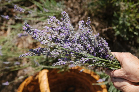 Nannup Lavender Farm - New South Wales Tourism  2