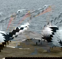 Pelican Feeding - New South Wales Tourism 