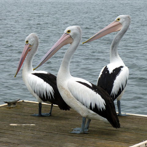 Pelican Feeding - New South Wales Tourism  0
