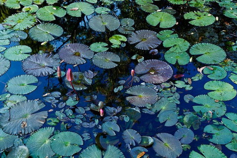 Pine Creek Water Gardens - New South Wales Tourism  0
