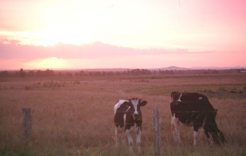 Pyree - New South Wales Tourism  0